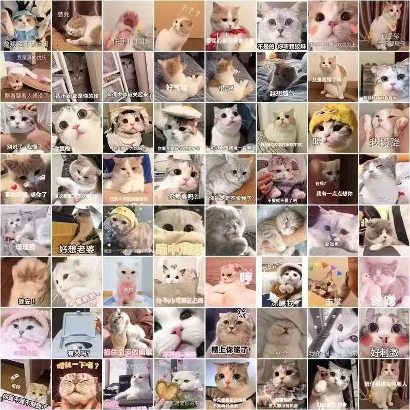 可爱搞笑表情包,猫咪表情聊天斗图,朋友圈,配图静动态图片素材