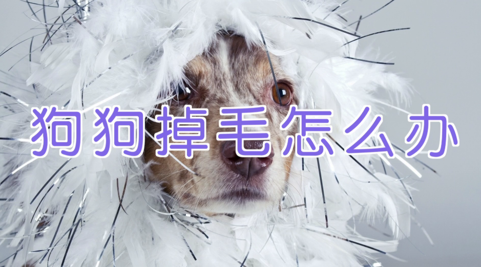 宠物训练-训狗教程Dog Training